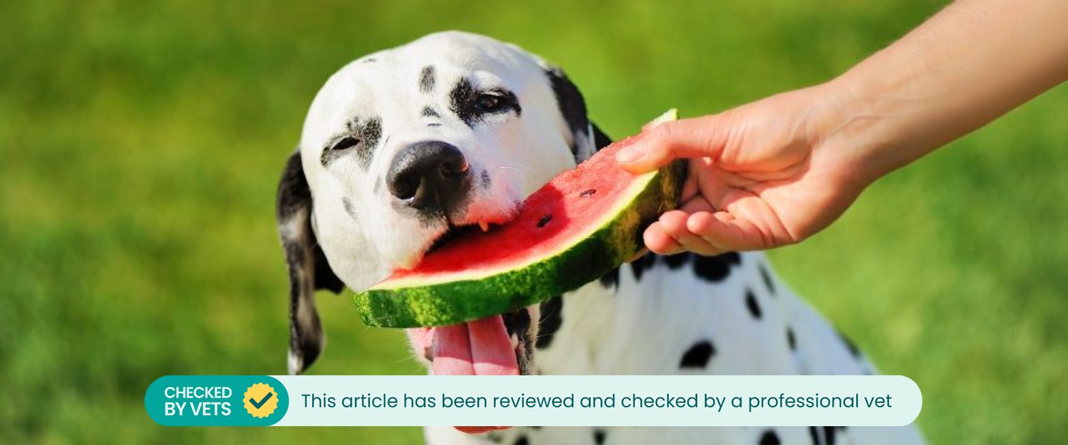 Is watermelon bad for dogs to eat best sale