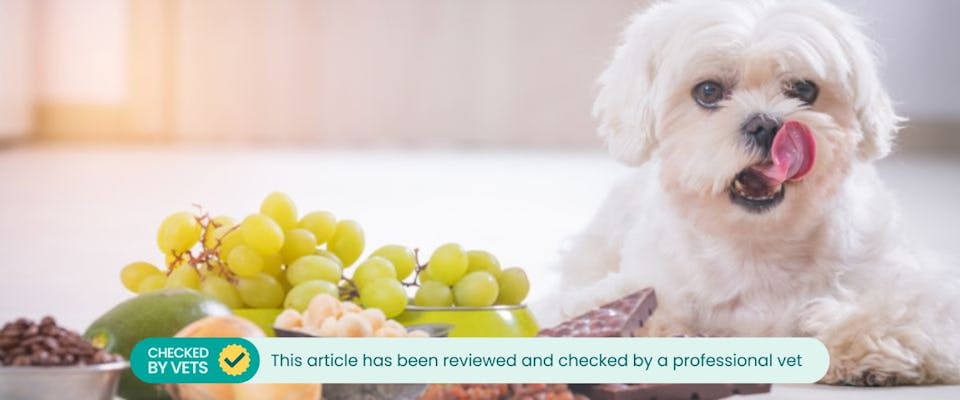 small white dog with grapes and chocolate