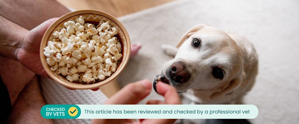 Labrador dog eating popcorn