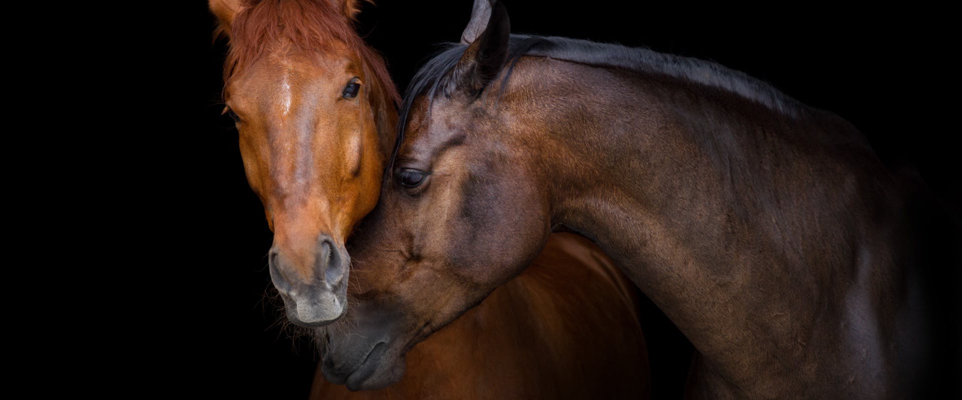 two horses affectionately touching faces in a dark stable