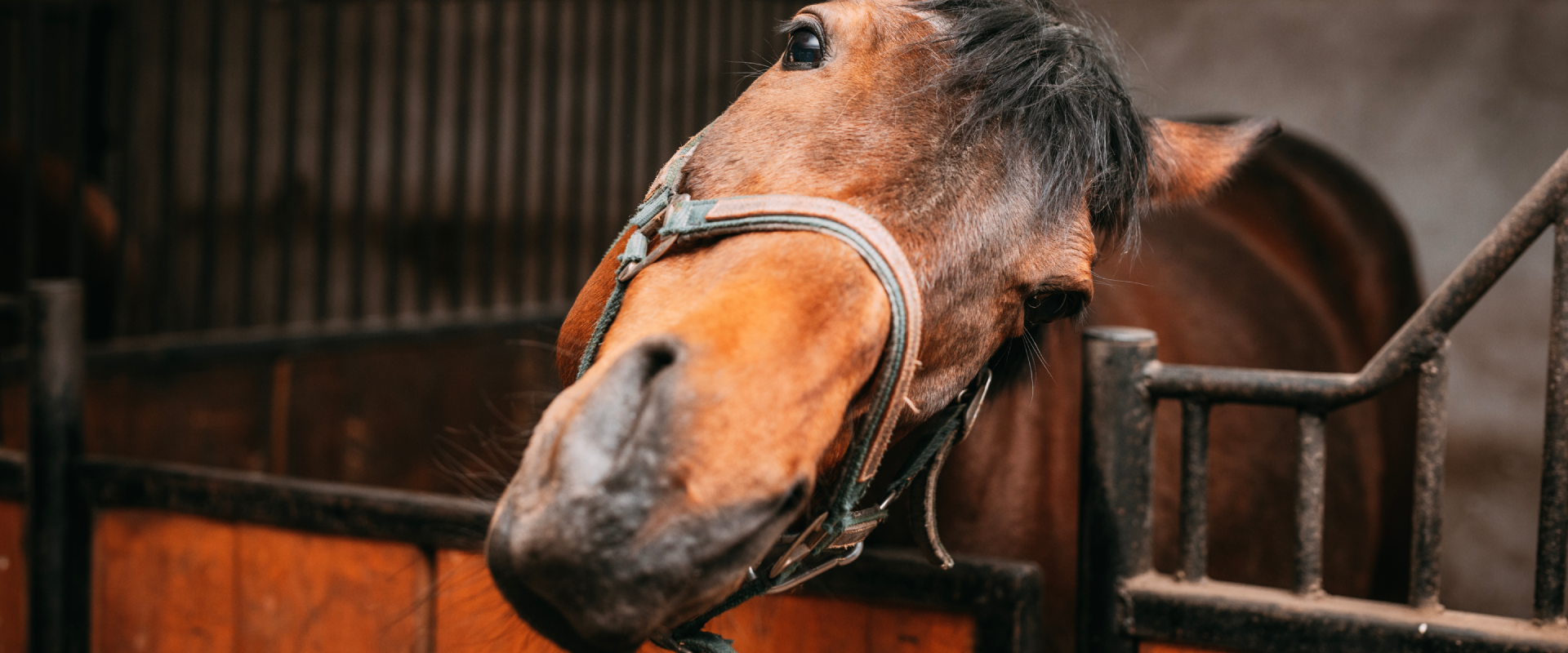 What Is Horse Sitting And How Does It Work? | TrustedHousesitters.com