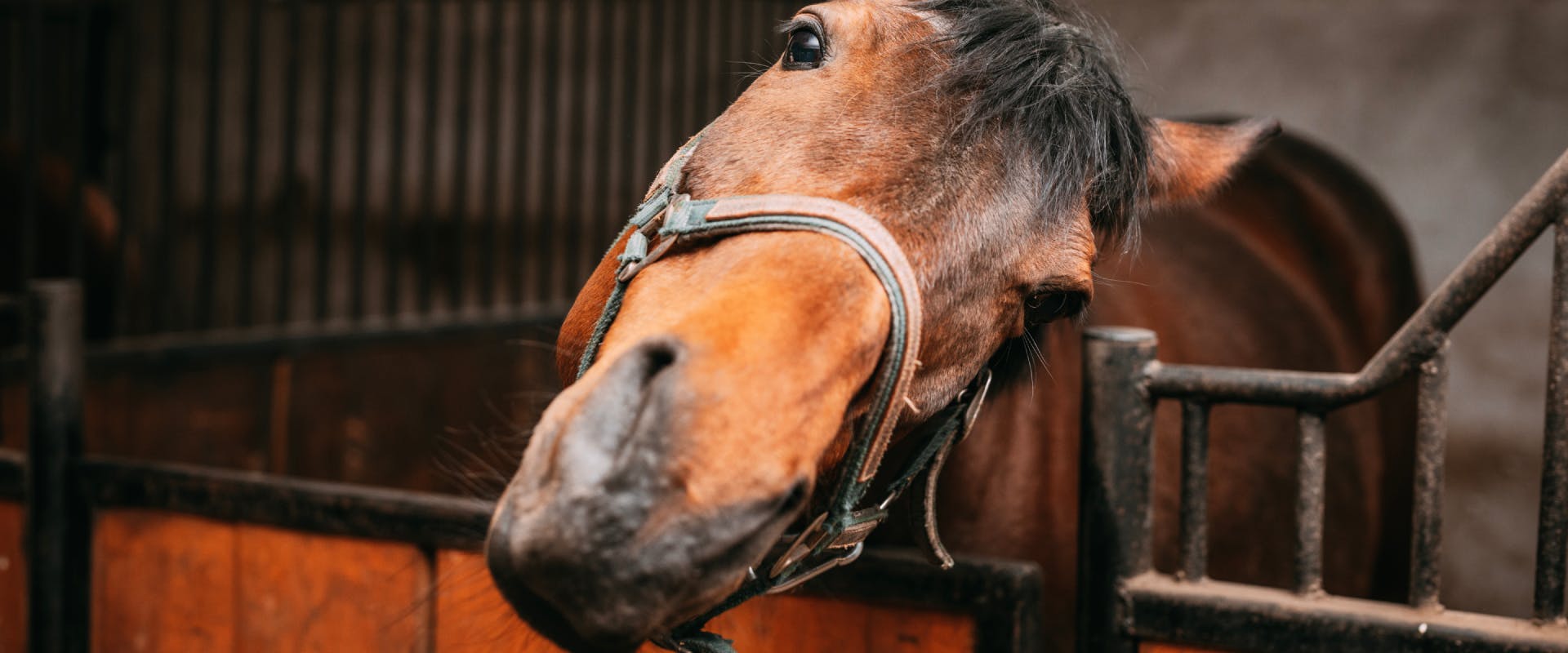 a brown horse looking at the camera with its head titled over a stable door