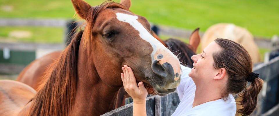a brown horse with a white stripe down its nose being stroked by a smiling woman over a wooden fence