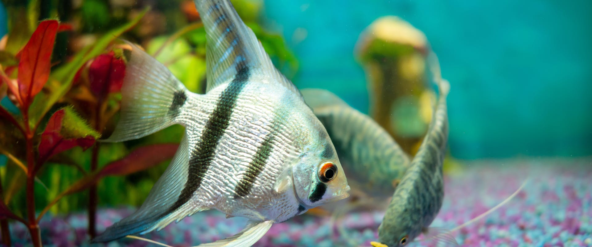 a striped angel fish swimming next to other aquarium fish near the bottom of the tank