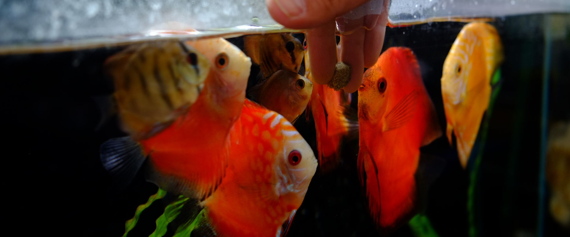 How To Feed Fish While On Vacation Fish Food For Thought