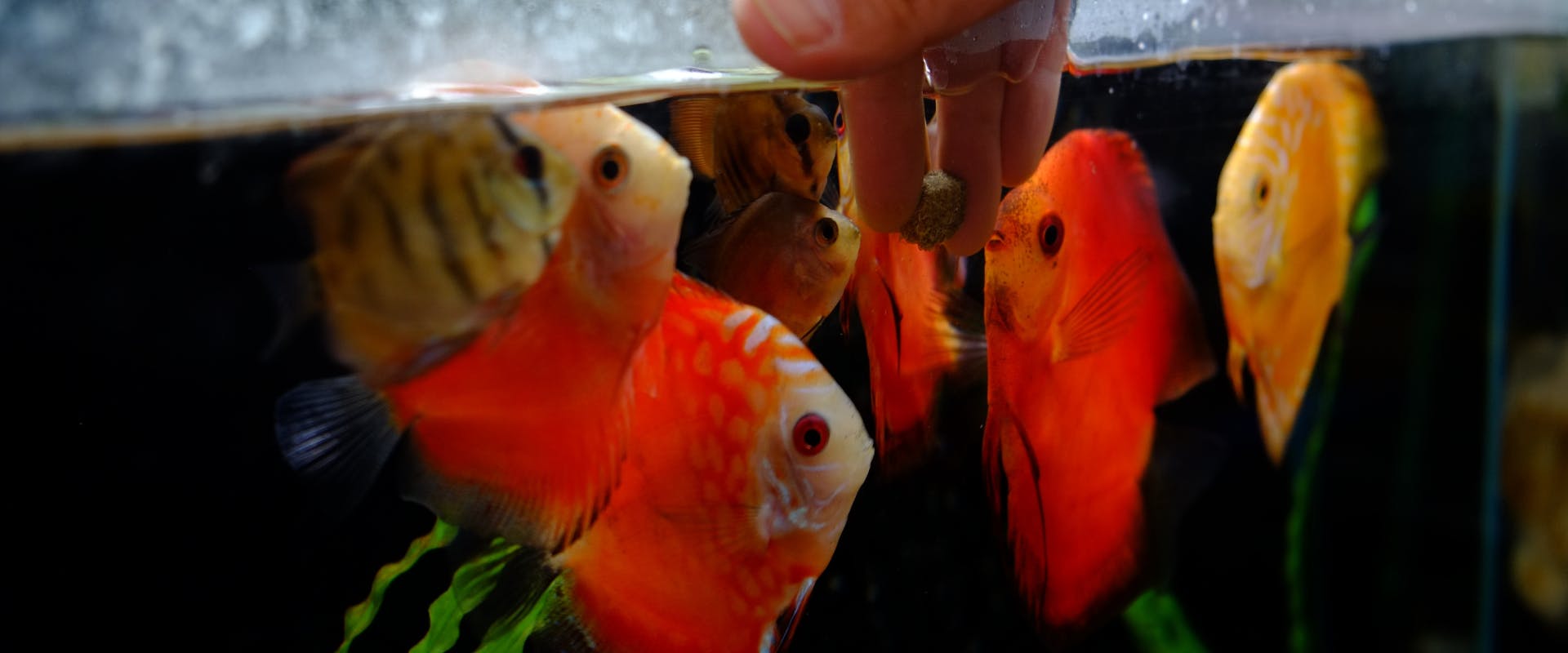 a group of orange and yellow angel fish swim up to a hand holding a fish food pellet