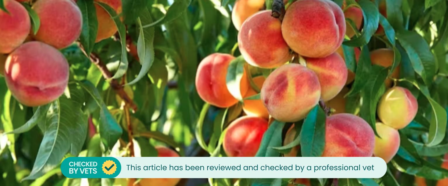 Peaches growing on a tree