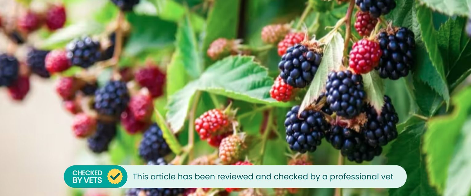 Blackberries growing on the plant