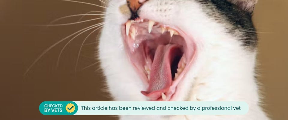 A cat opens its mouth wide.