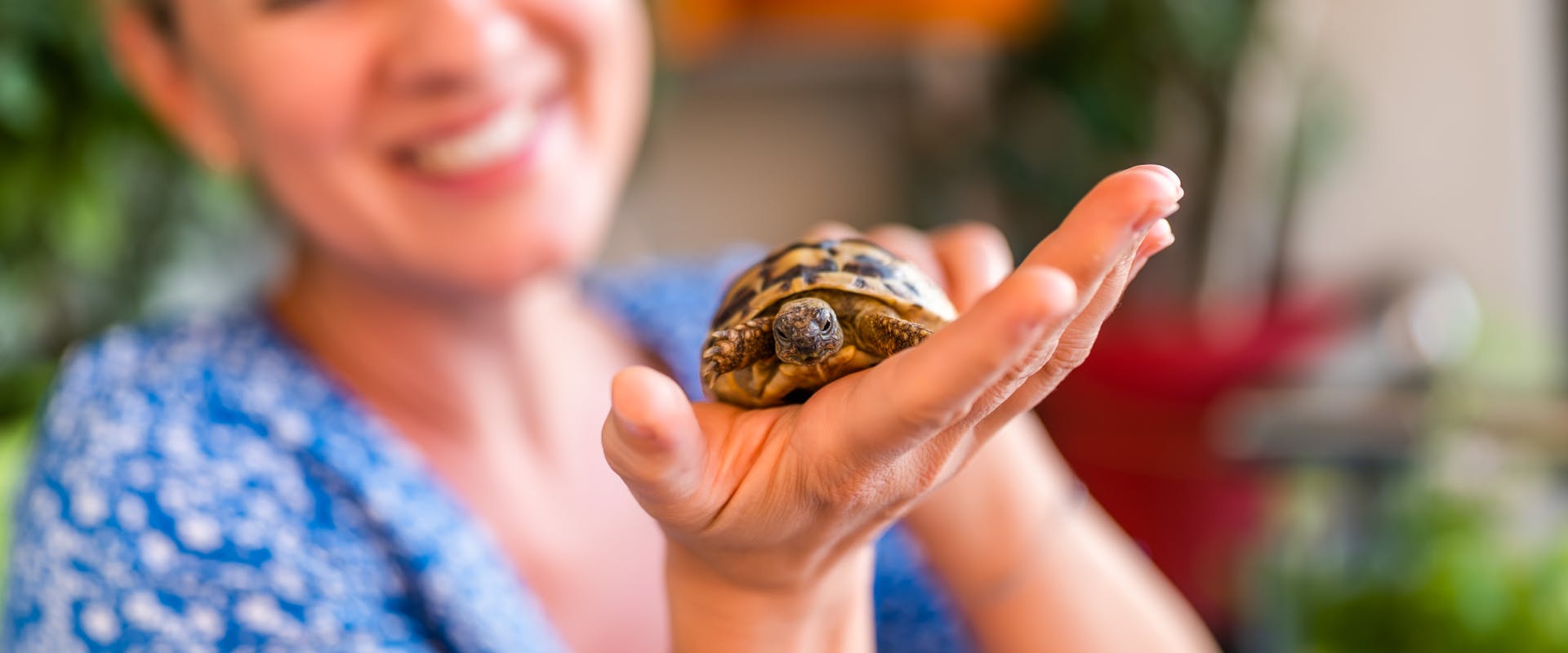 A pet sitter takes care of a tortoise.