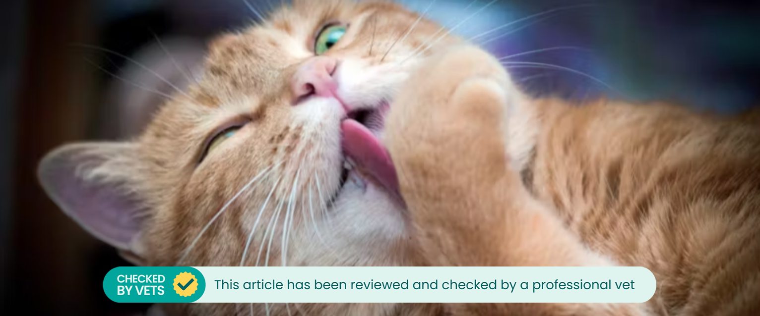 a ginger tabby with green eyes lying on its side while licking a front paw with both eyes half open