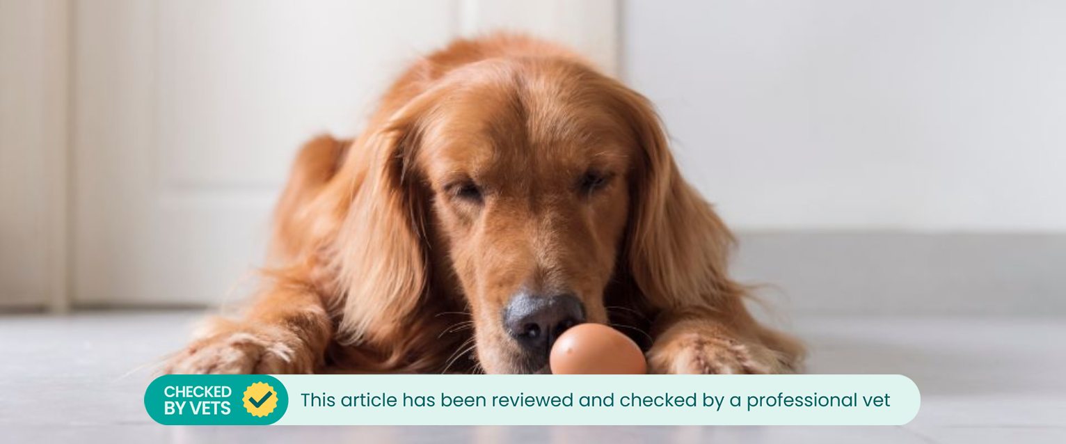 Golden retriever squatting on the floor looking at eggs