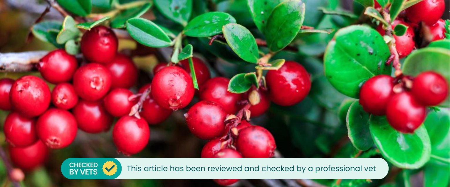 Are cranberries poisonous to dogs best sale