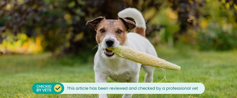 Jack Russell dog holding a corn on the cob in its mouth