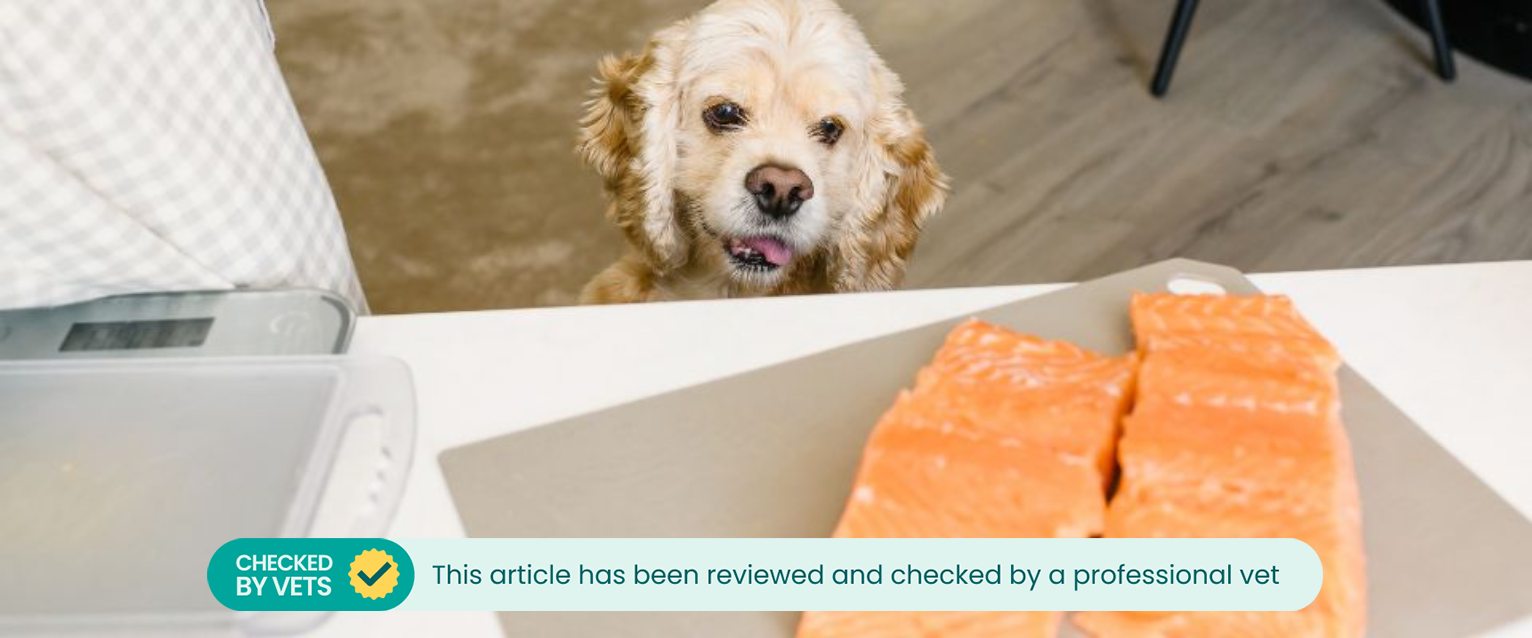 Is salmon good for dogs best sale