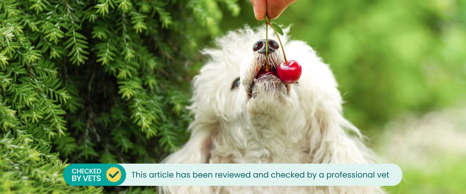 White dog eating a cherry