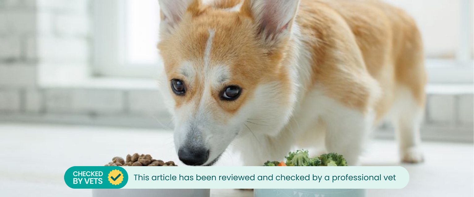 Corgi dog eating broccoli