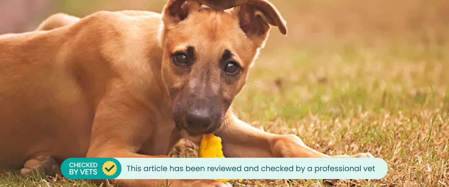 Dog eating bell peppers