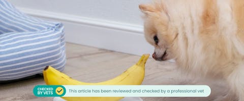 Chihuahua sniffing a banana