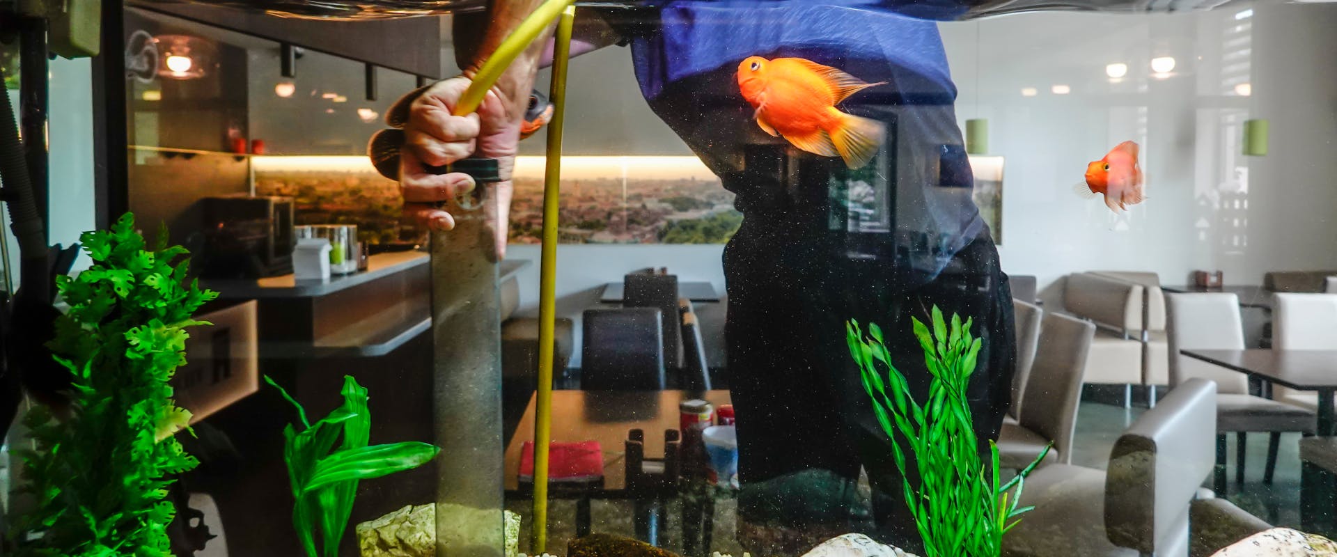a fish sitter pulling out a dirty aquarium filter with two betta fish swimming around