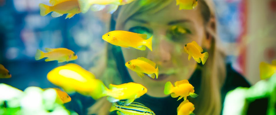 a blond white woman looking through the back of a fish tank with lots of yellow fish swimming around in the foreground