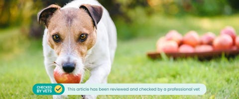 Jack Russell dog eating apple