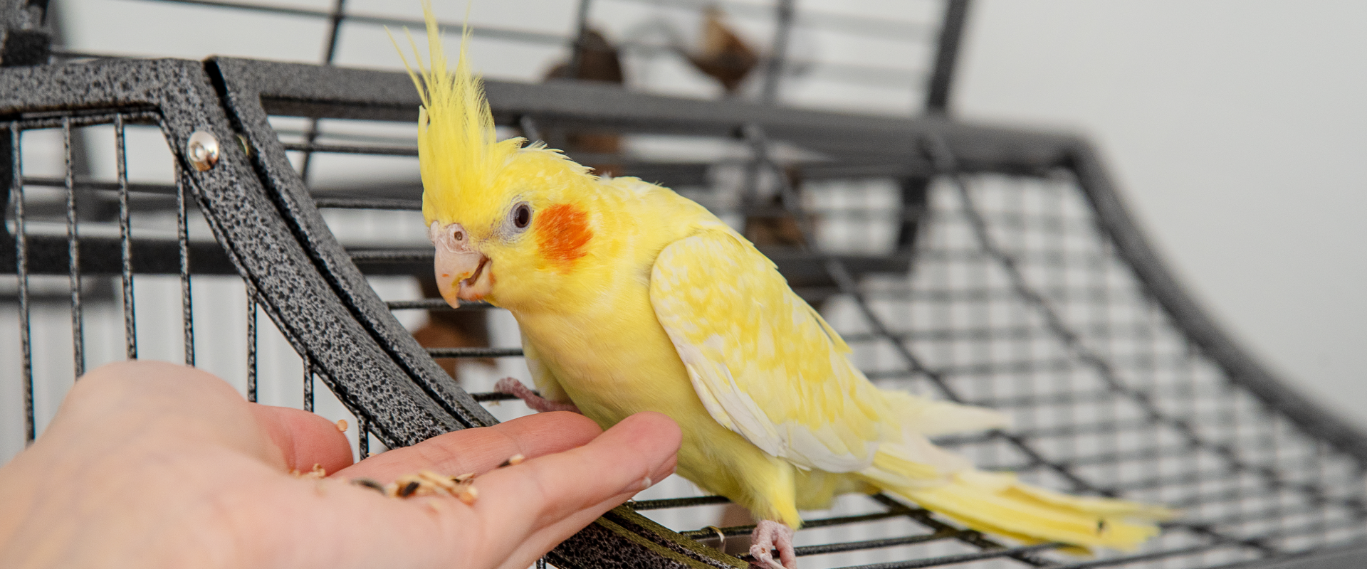 How Much do Bird Sitters Cost?