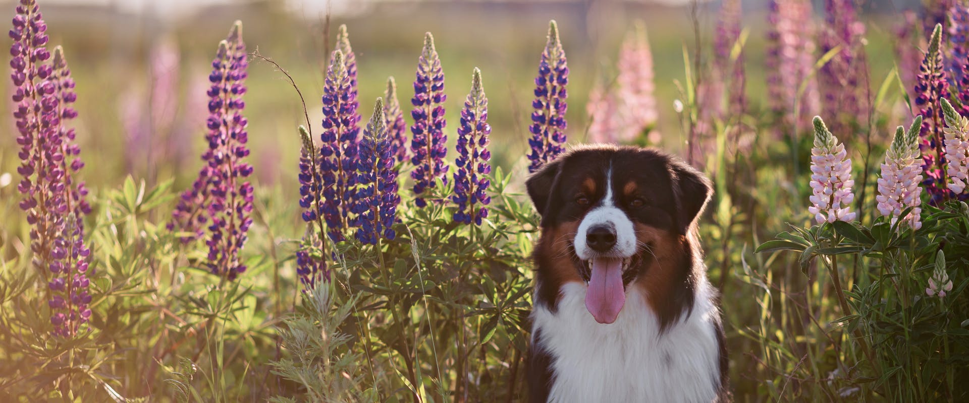 Is Aconitum Poisonous To Dogs TrustedHousesitters