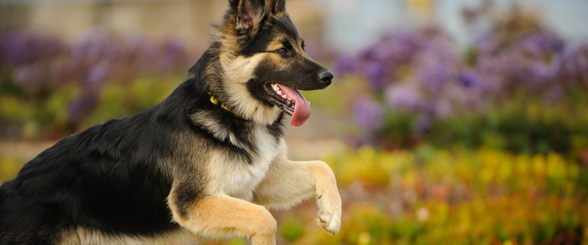 a German shepherd puppy bounding through a field with purple flowers in the background