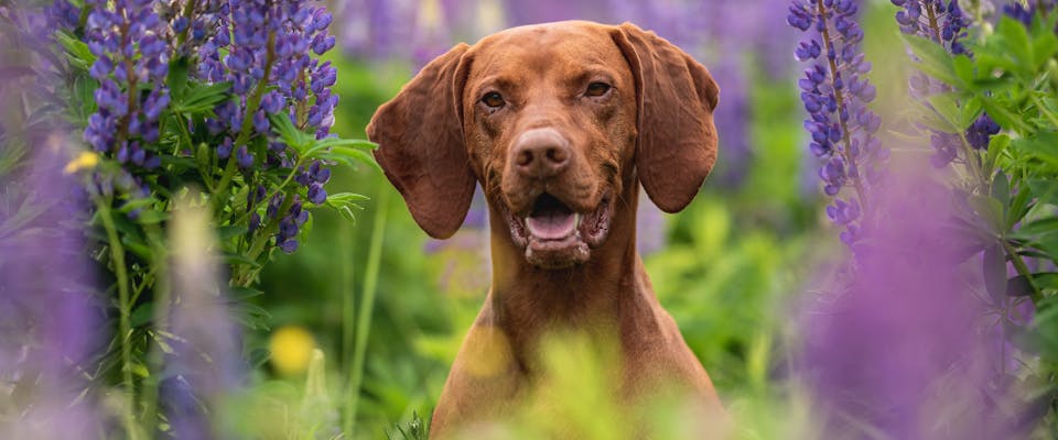 a large brown dog with big floppy ears sitting in a field surrounded by monkshood