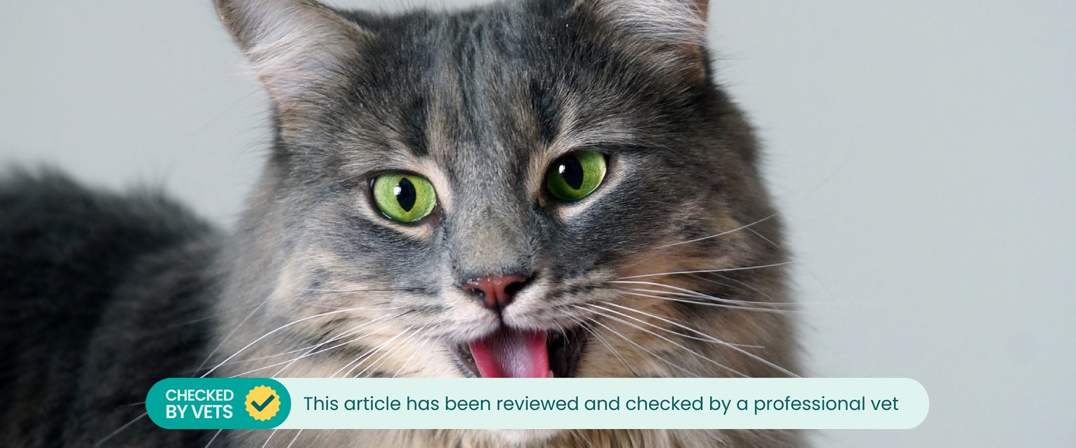 A green eyed long haired gray cat panting in front of a white wall.