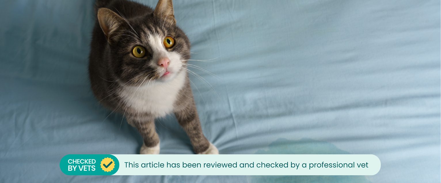 Why Does my Cat Constantly Meow? 7 Reasons and Remedies ... - Cat Meows Constantly When Needs Attention