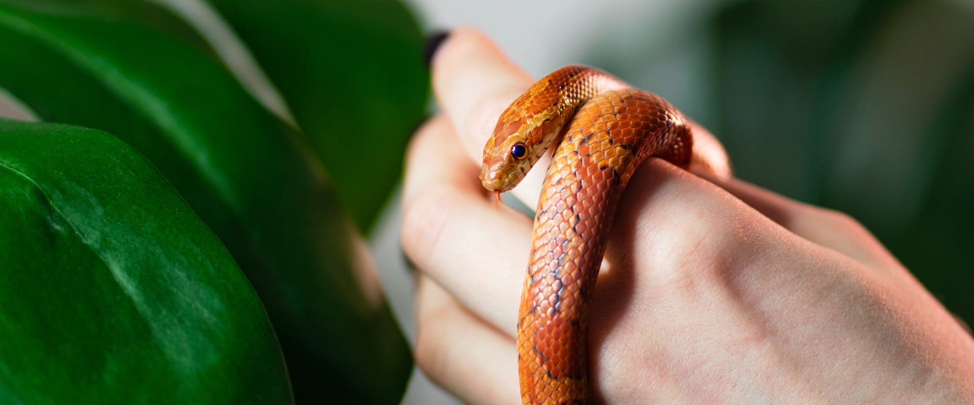 A corn snake is handled by a reptile sitter.