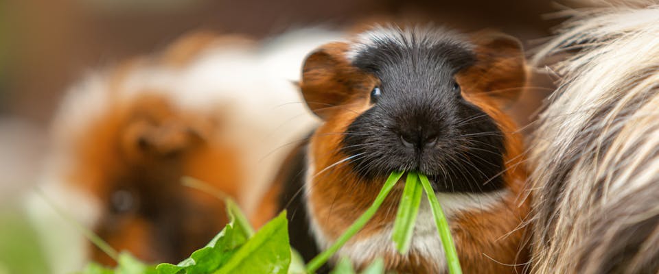 a guinea pig directly facing the camera while eating grass