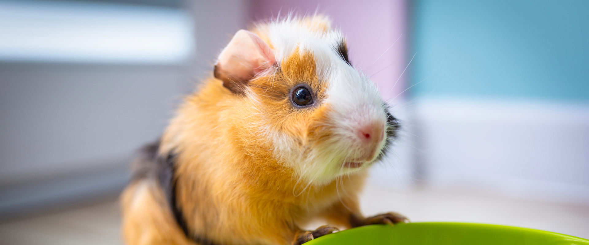Hamsters And Guinea Pigs Vacation Pocket Pet Care