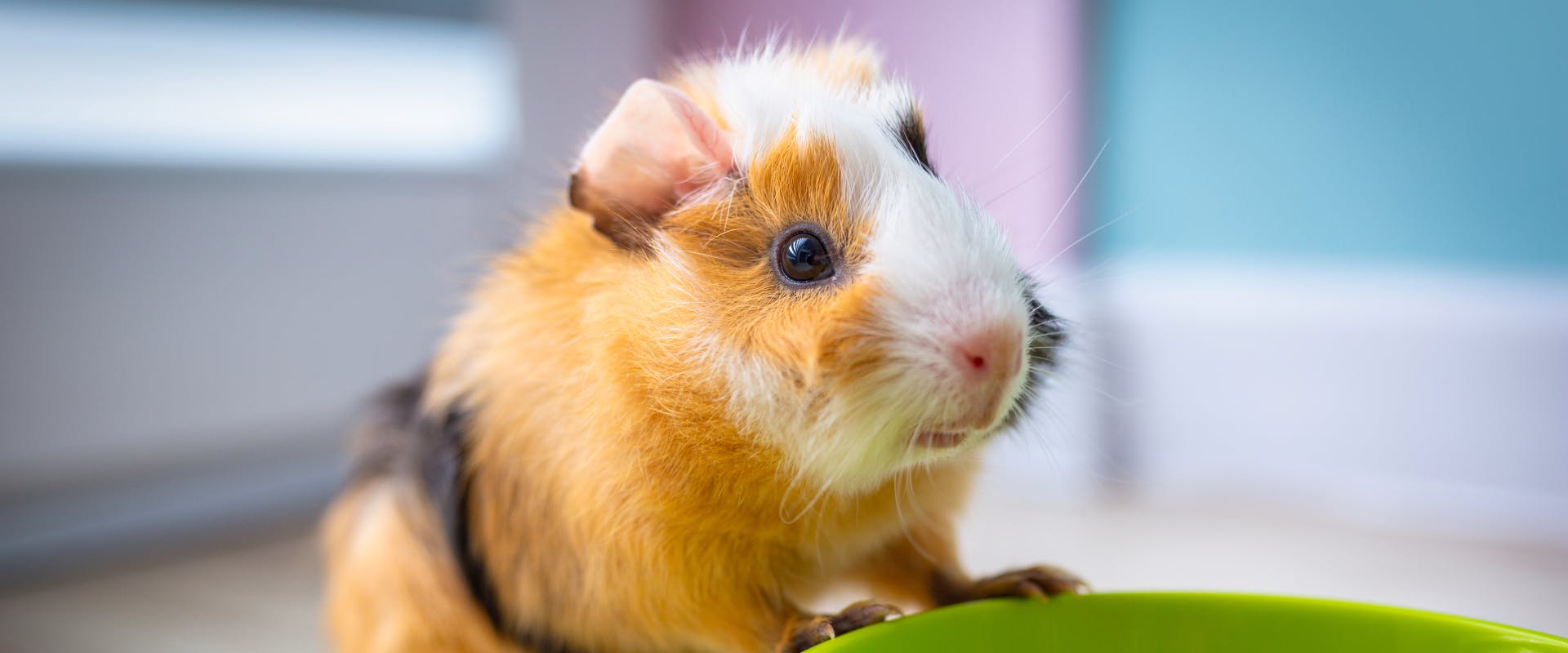 a tri-colored guinea pig with its front paws perched on the edge of a green food bowl