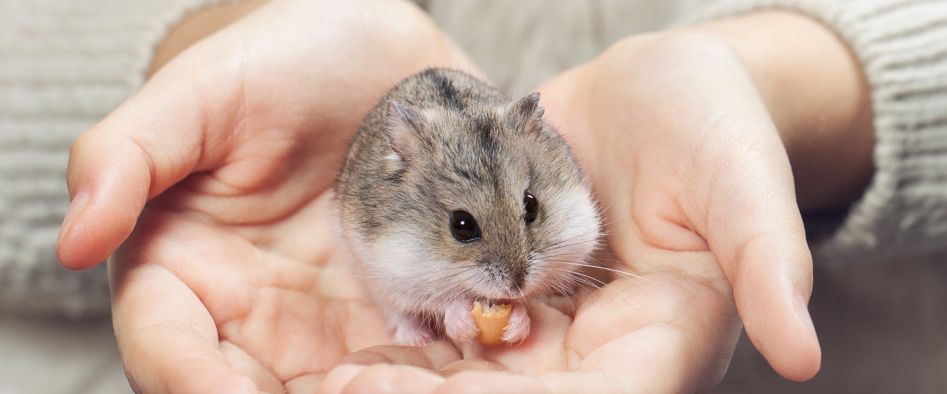a gray hamster sitting in the cupped palms of a human while eating a nut