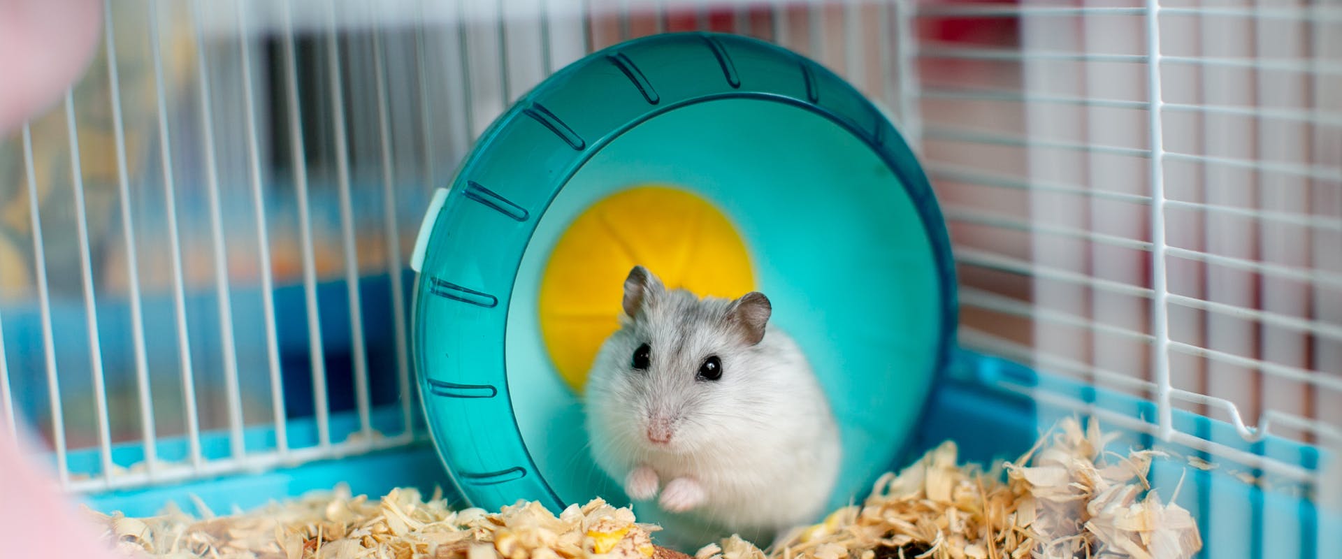 a gray and white hamster squatting on its back legs inside a plastic blue hamster wheel