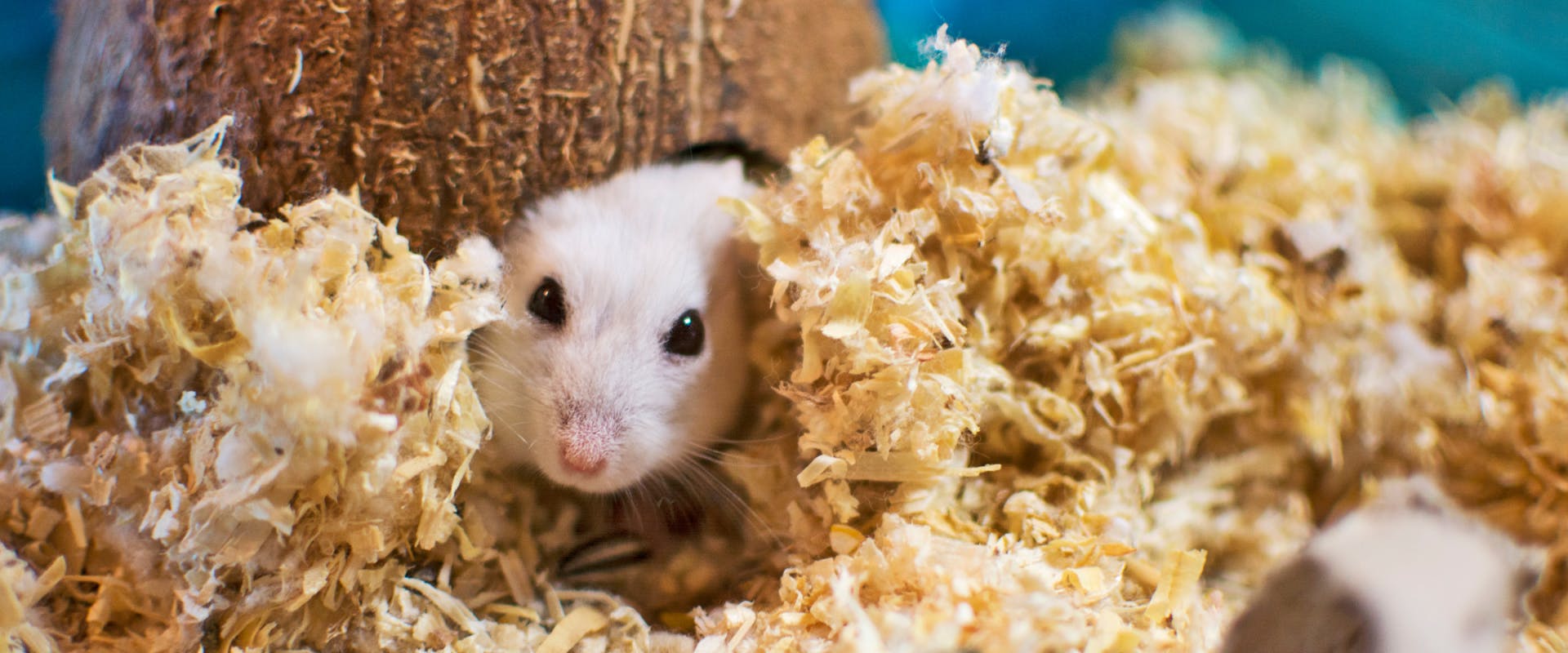 a white hamster poking its face out from under a coconut house surrounded by sawdust