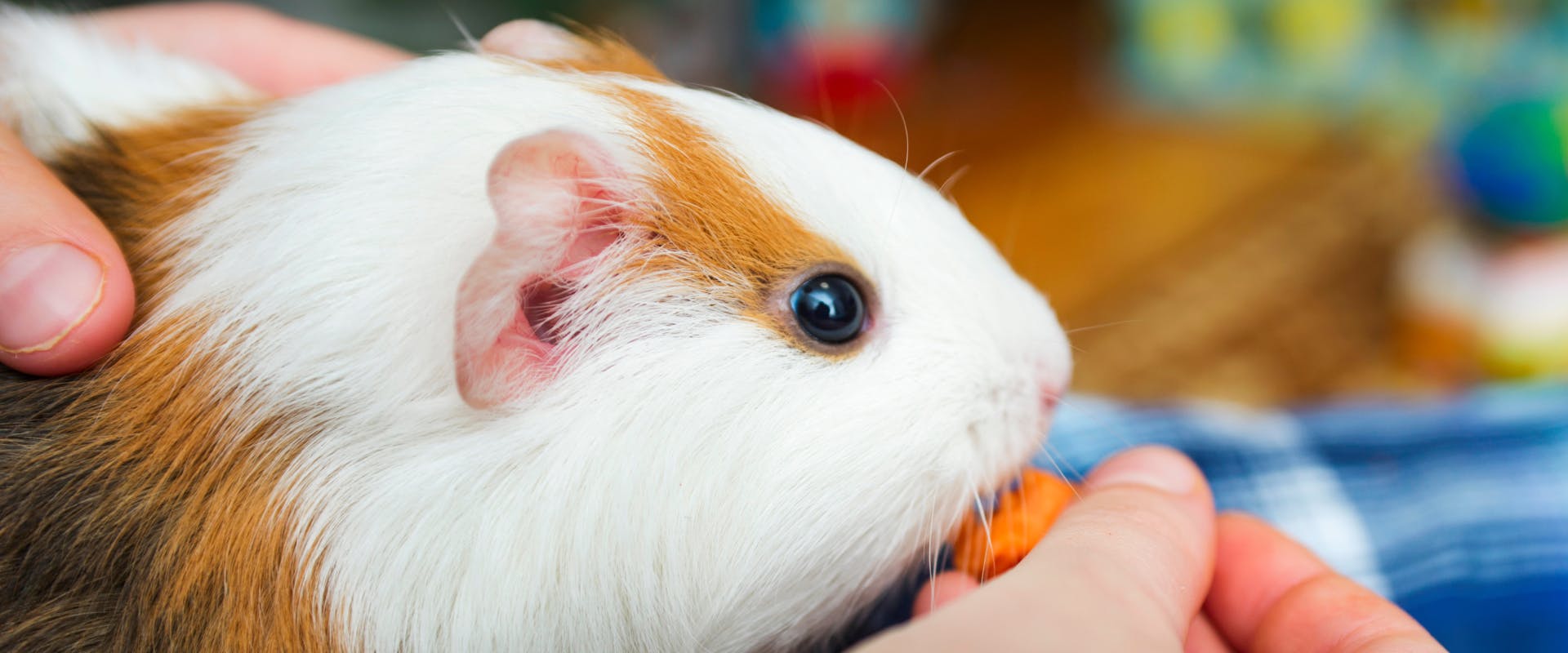 a white and ginger guinea pig being stroked and hand fed a carrot