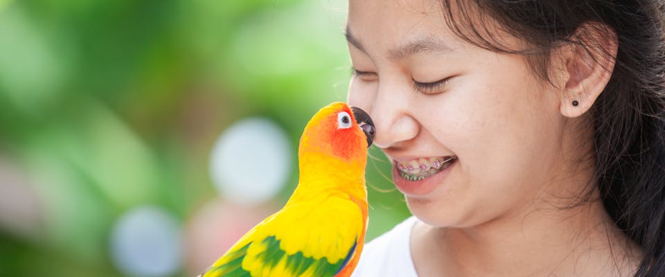 a colorful parakeet nibbling the nose of a smiling young girl with braces