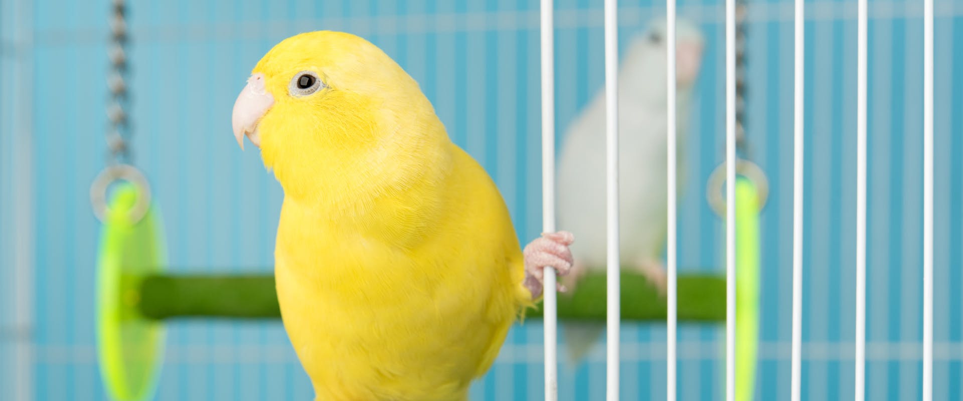 a yellow canary sitting in the entrance of its cage