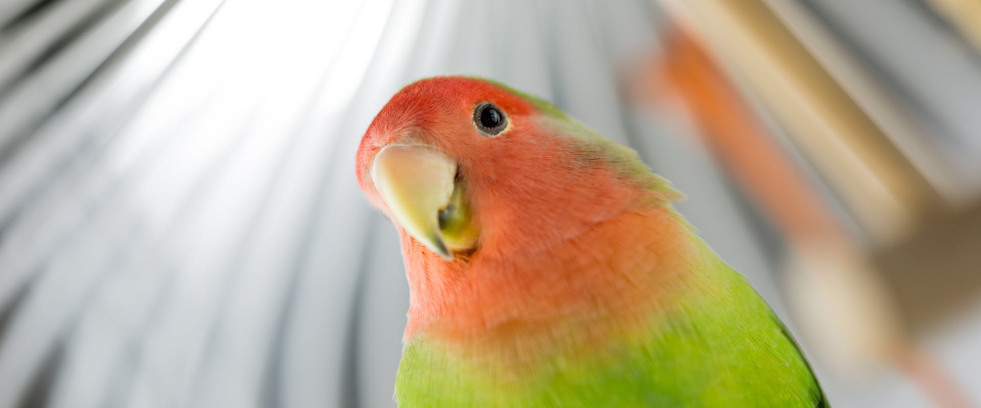 a red faced parakeet looking down at the camera with the top of its birdcage in the background