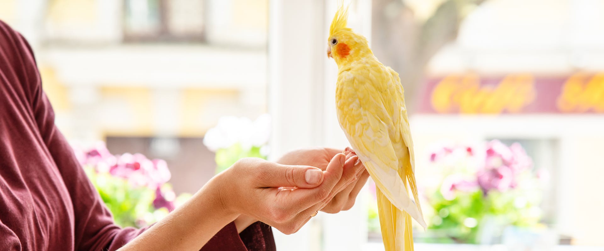 a cockatiel perched on the cupped hands of a woman next to a window