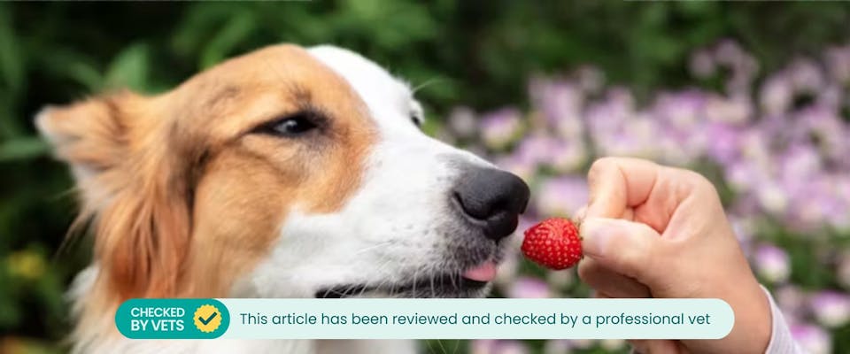 A white and brown collie dog slightly sticking its tongue out to taste a tiny strawberry