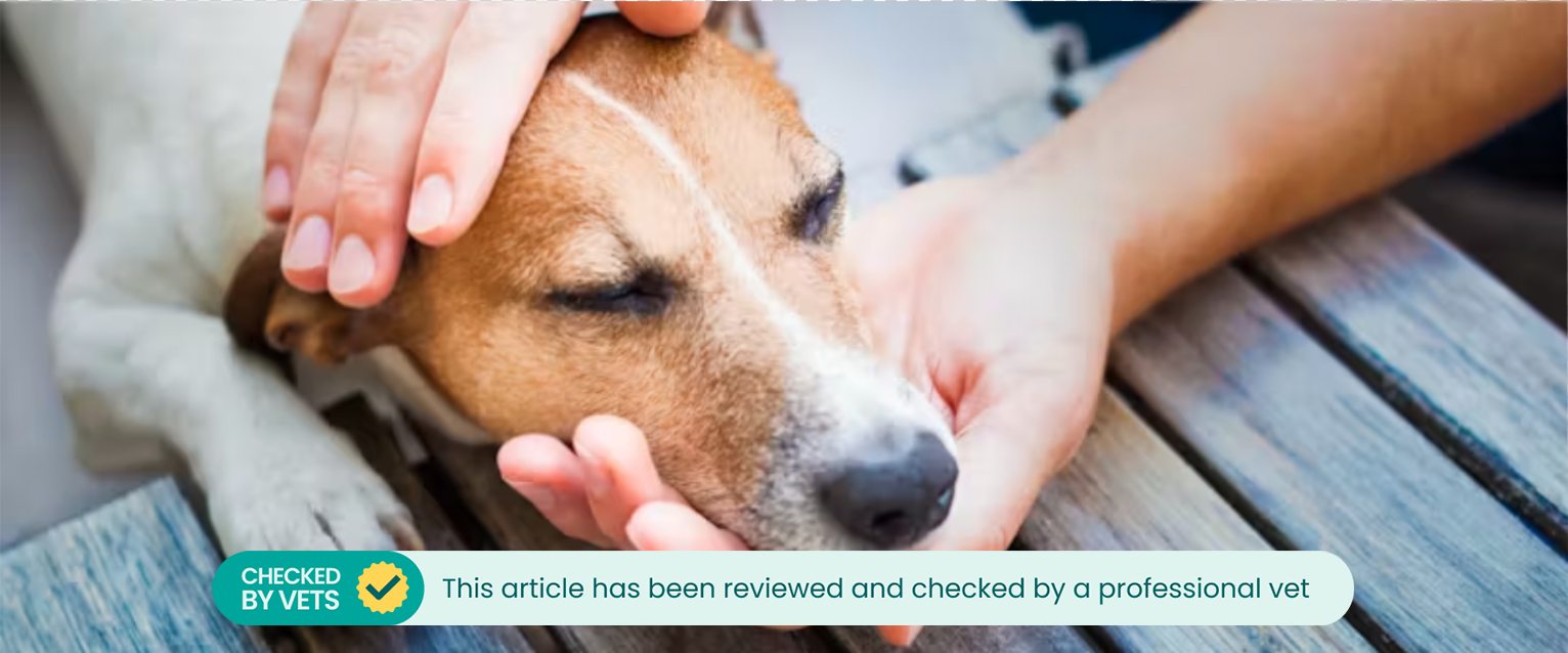 A dog being comforted for pain.