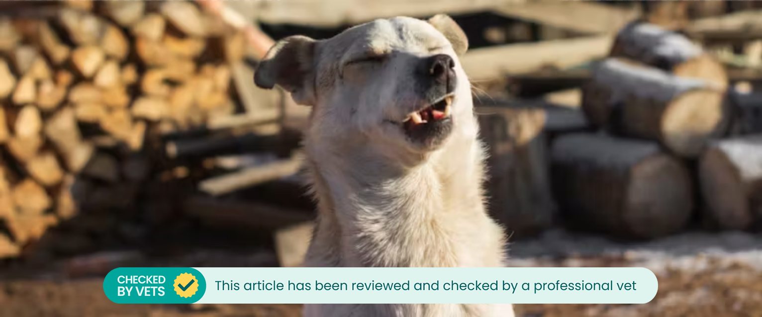 a large white dog sat outside next to stacks of lumber in the middle of a sneeze