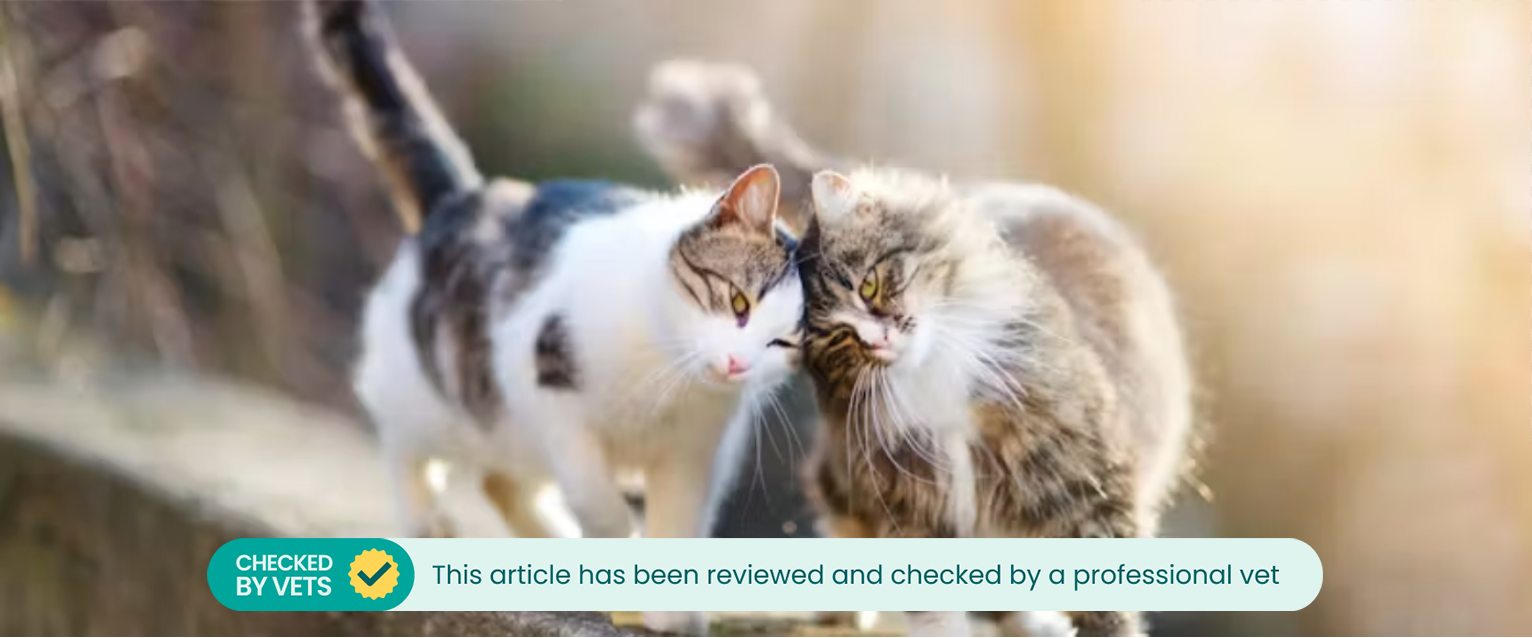 a short haired white and tabby cat bumping heads with a long haired white and tabby cat whilst walking along a stone wall