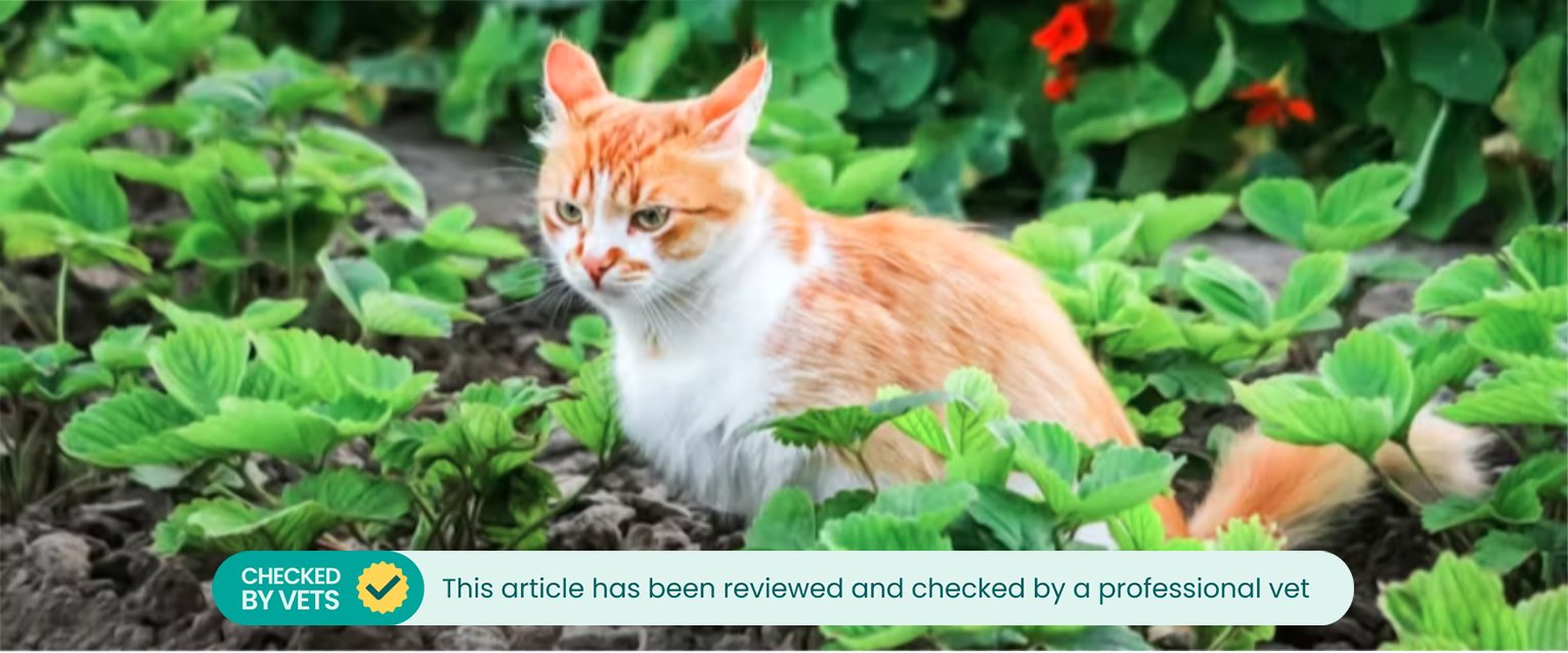 A constipated cat going to the toilet in the garden.