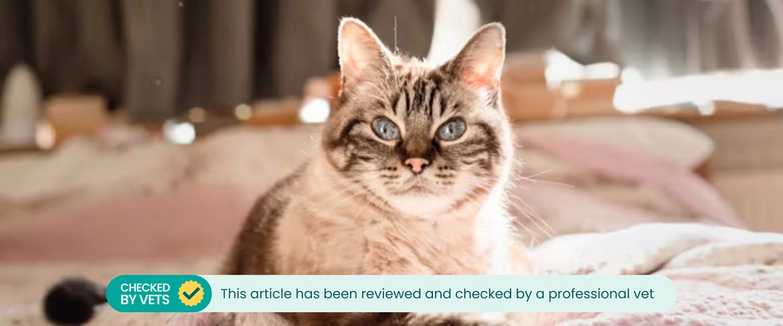 a tabby cat with bright blue eyes lying on a bed with the sun shining behind it lighting up surround dust particles